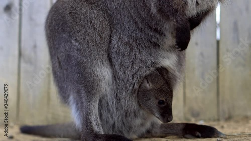 A sweet young Australian Kangaroo baby is hiding in her mother's bag and it is paying attention to the dangers - detail close up 4k