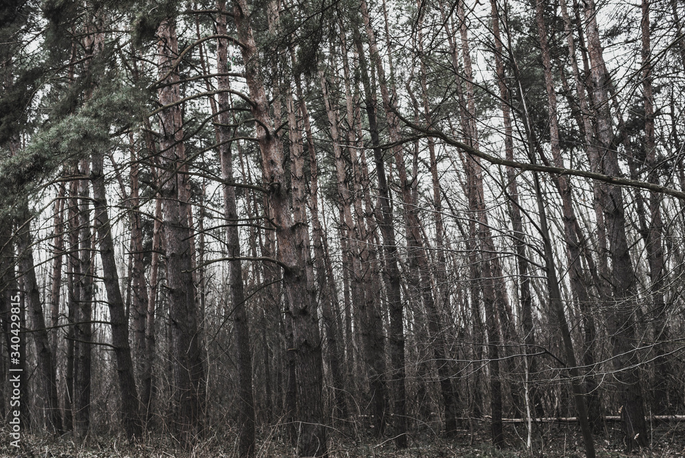 Old gloomy pine forest Old gloomy pine forest