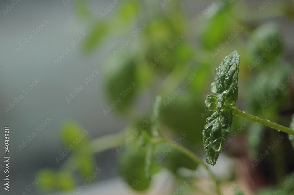 Close-up of basil leaves with water droplets Close-up of basil leaves with water droplets