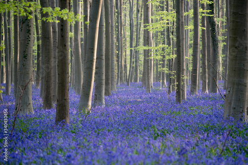 Bluebell forest in Hallerbos Belgium