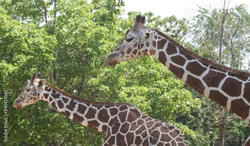 Photography giraffes in the zoo