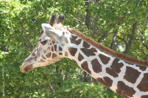 Canvas Print portrait of a giraffe