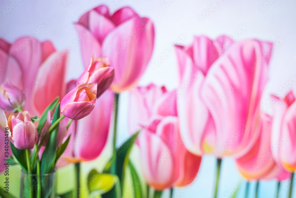 Naklejka premium pink tulips on the picture of tulips. Flowers in a glass vase. Red with green leaves. Copy space for text