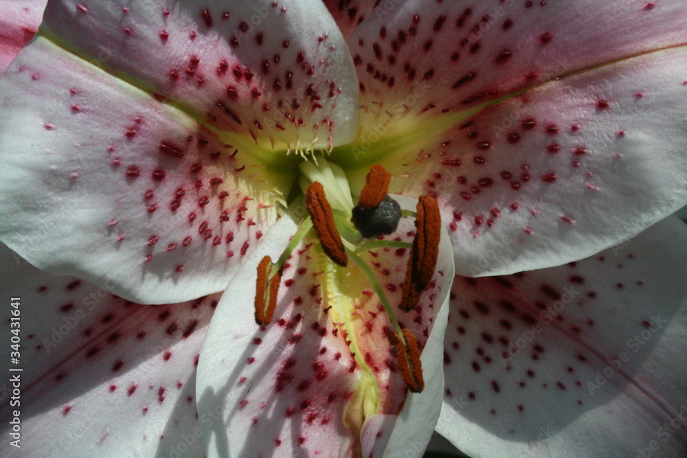 pink lily closeup pink lily closeup