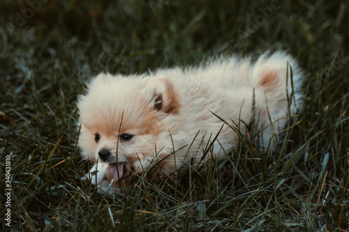 white pomeranian dog