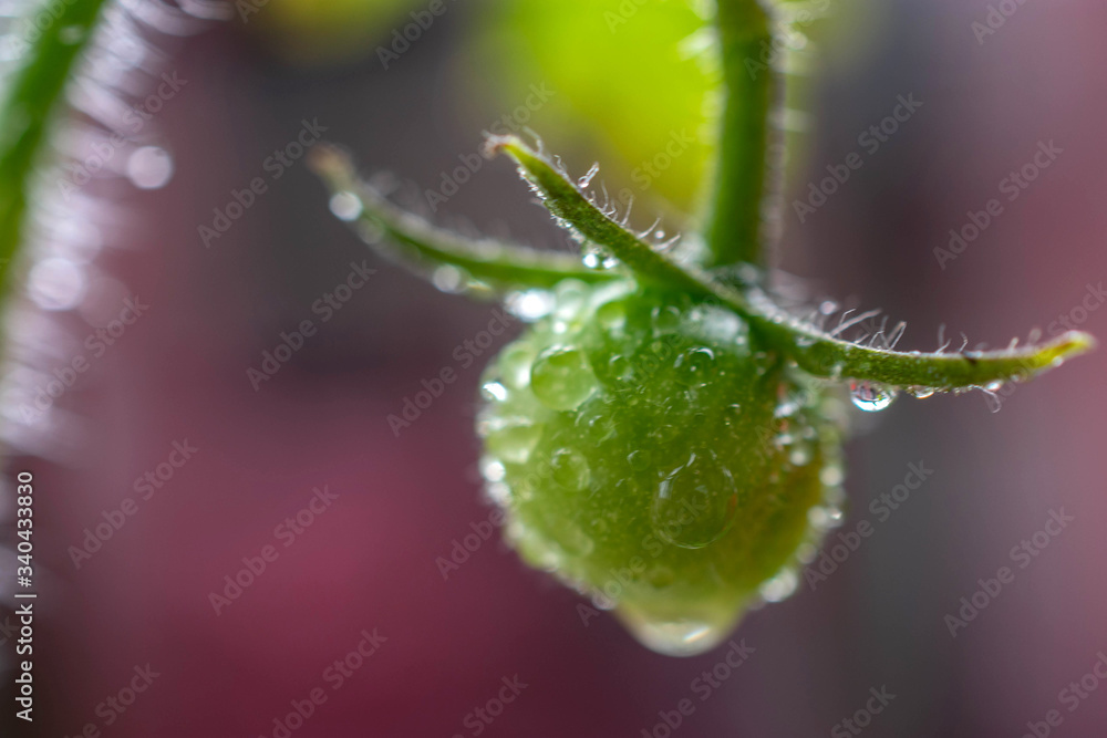 spring sprouting tomato plants with water droplets spring sprouting tomato plants with water droplets