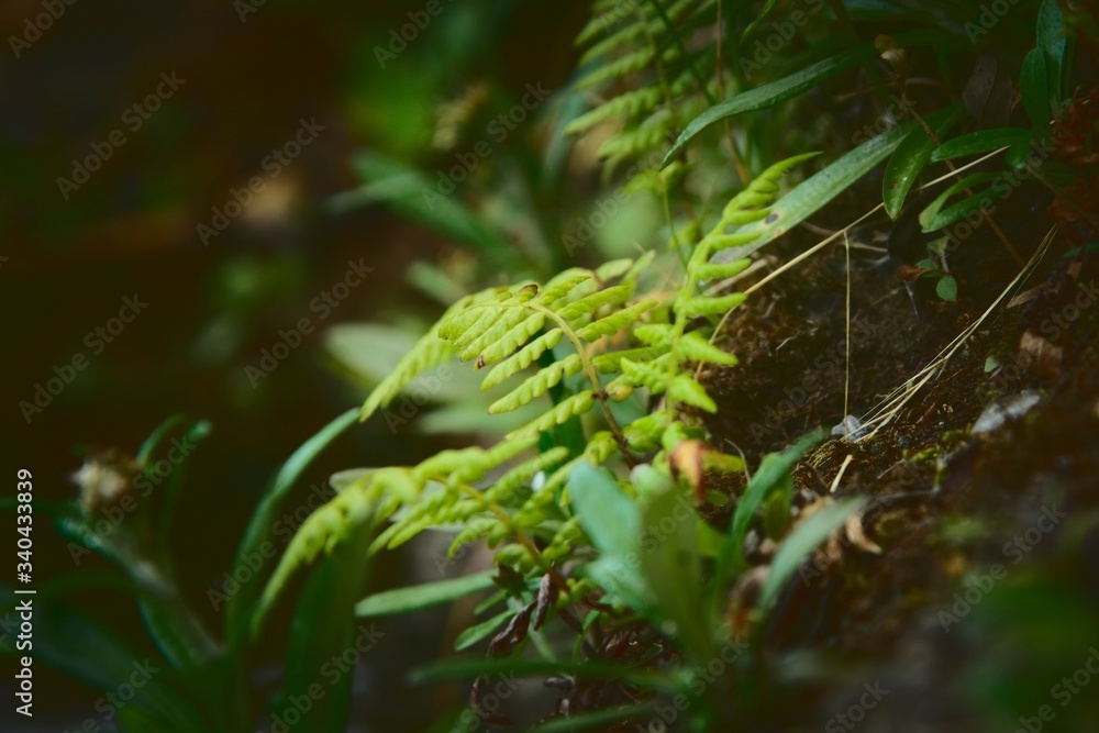 Small, lush green fern on the forest floor. Small, lush green fern on the forest floor.