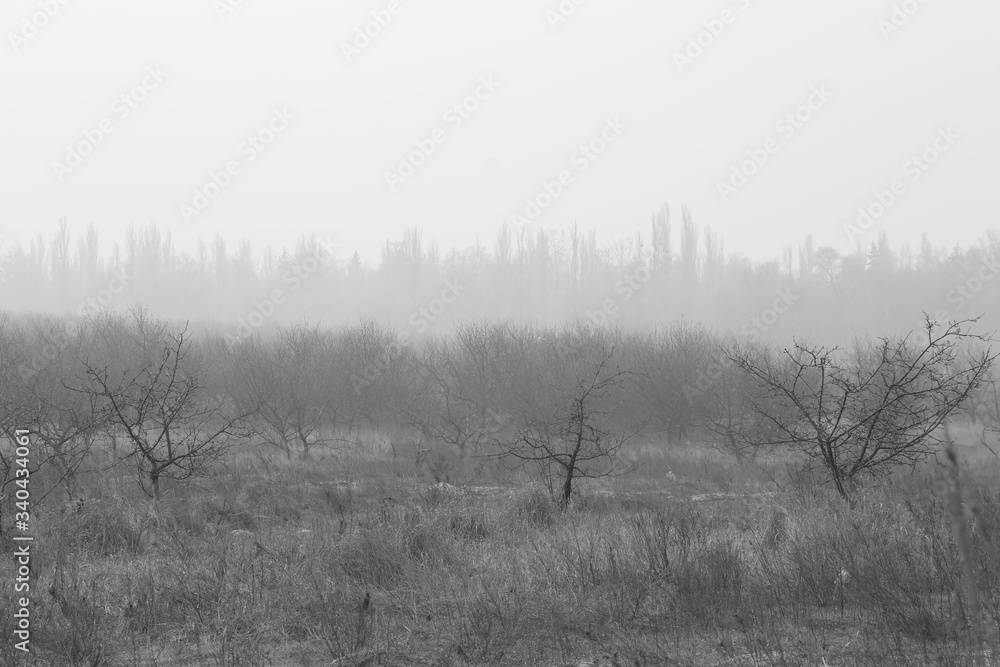 Black and white landscape of trees and houses in the smoke in Kiev during large-scale fires Black and white landscape of trees and houses in the smoke in Kiev during large-scale fires