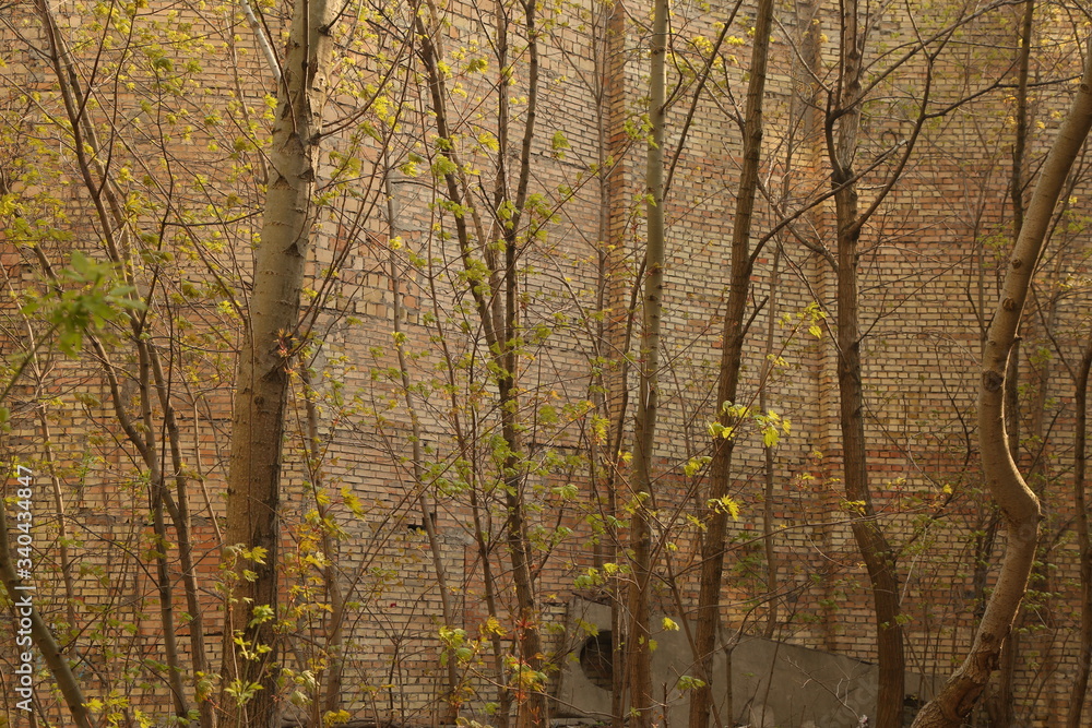 Fototapeta premium The background of brick wall and trees