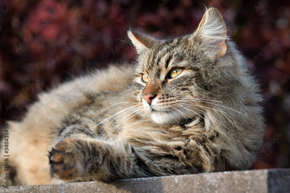 Long-haired, brown domestic cat sitting on a stone pole and looking into the distance. Long-haired, brown domestic cat sitting on a stone pole and looking into the distance.