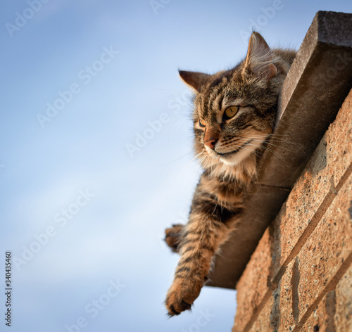 Long-haired, brown domestic cat sitting on a stone pole and looking into the distance.