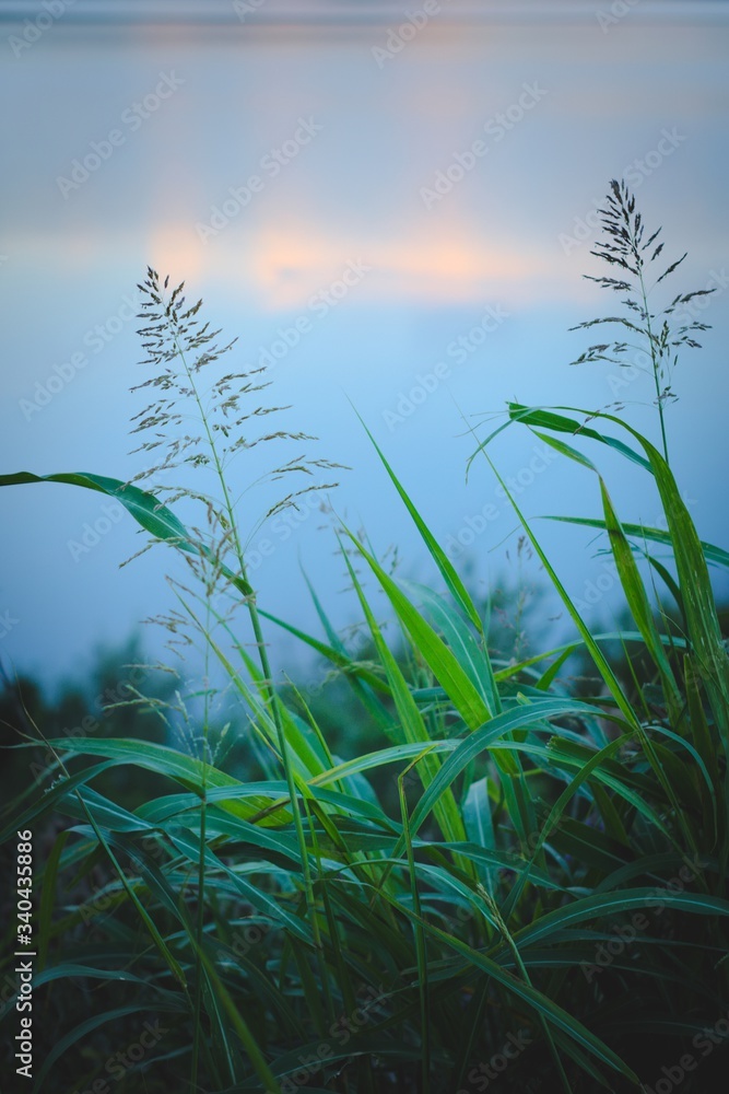Fototapeta premium Long, green grass blades against summer evening sky. Peaceful, calm scene.