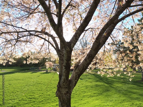 Magical springtime tree