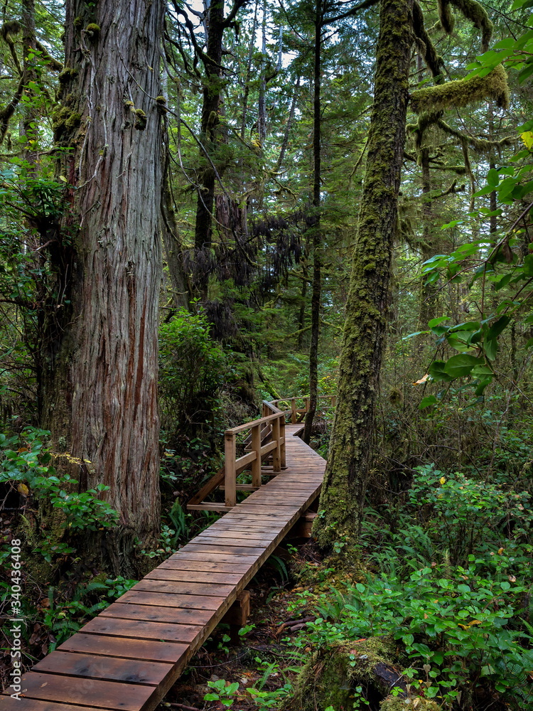 Obraz premium Wooden trail through the rain-forest in the Pacific National Park. This park is located on the west coast of Vancouver Island in the area of Tofino City, British Columbia Canada