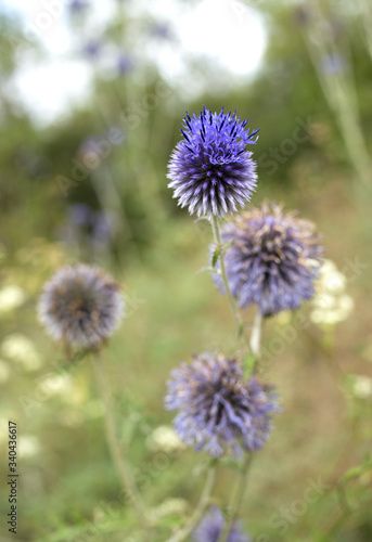 Echinops banaticus Blue Glow Globe Thistle in nature with green blurred background.