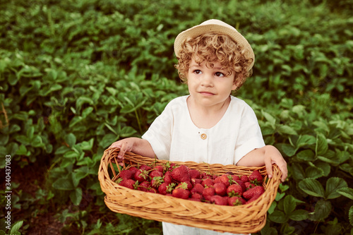 A cute beautiful caucasian boy with a basket of strawberries gathers a new crop outdoor in the green field