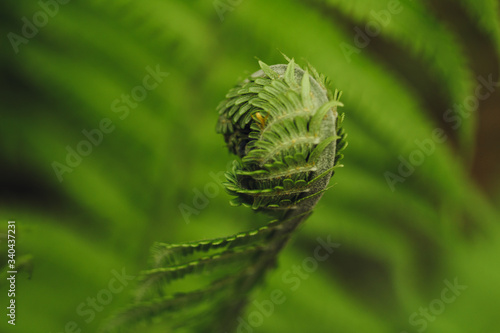 Fern bud in garden closeup