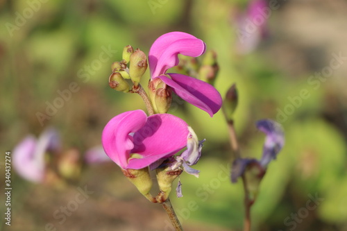 pink flower in the garden