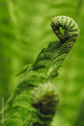 Fern bud in garden closeup