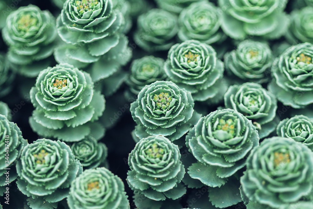 Stonecrop bud in garden closeup Stonecrop bud in garden closeup