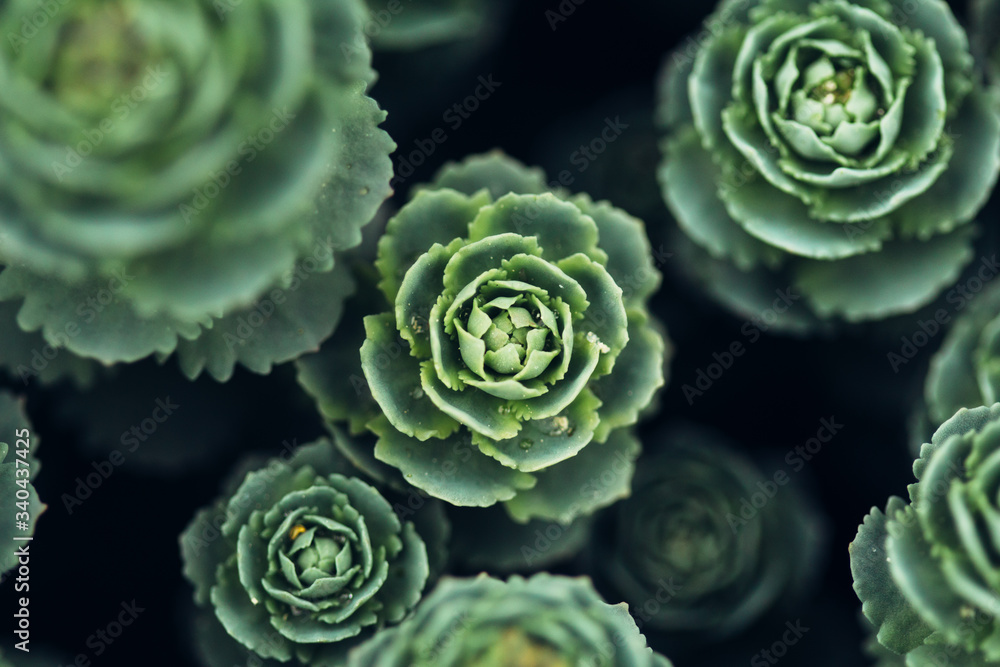 Stonecrop bud in garden closeup Stonecrop bud in garden closeup