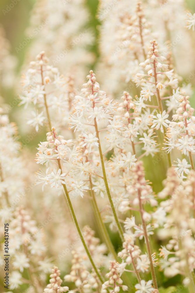Fototapeta premium Tiarella flower in garden closeup