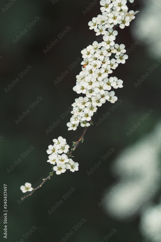 Spiraea cinerea grefsheim bloom in garden closeup