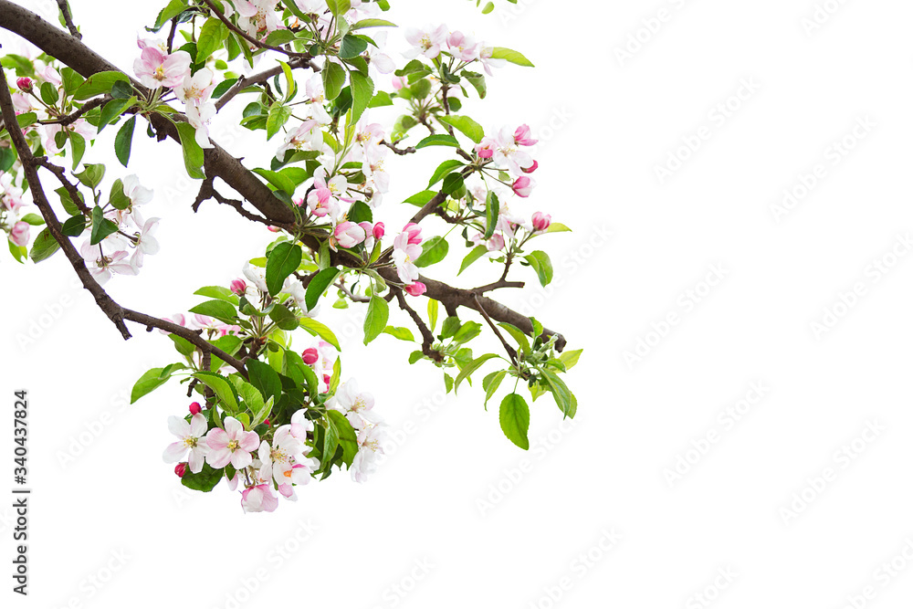 Branch with pink cherry blossoms isolated on white background Branch with pink cherry blossoms isolated on white background