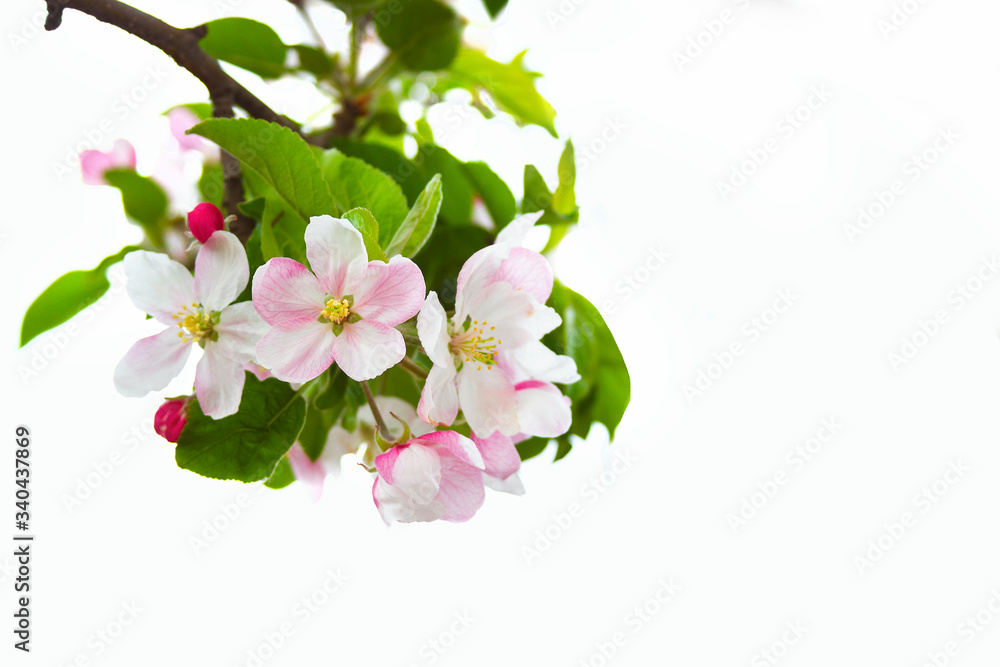 Branch with pink cherry blossoms isolated on white background