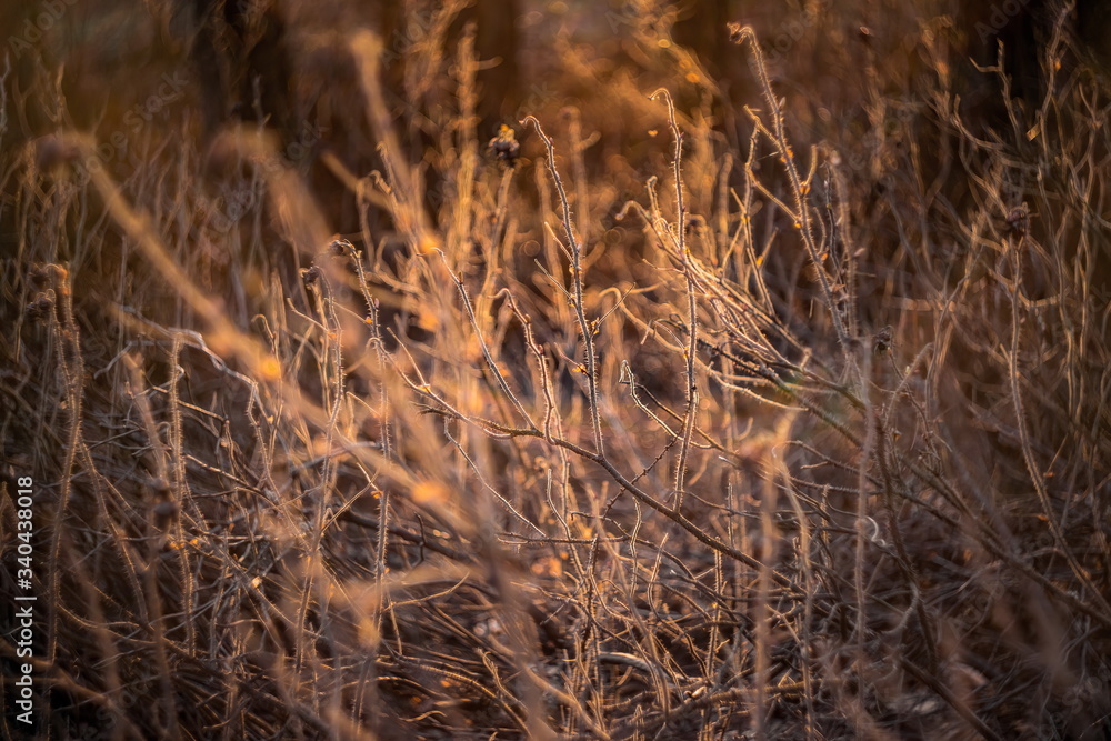 Fototapeta premium Beautiful abstract photo of last year's dry bush rose hip with many brunches shot at sunset on a manual lens, with soft artistic blurred bokeh and backlight.