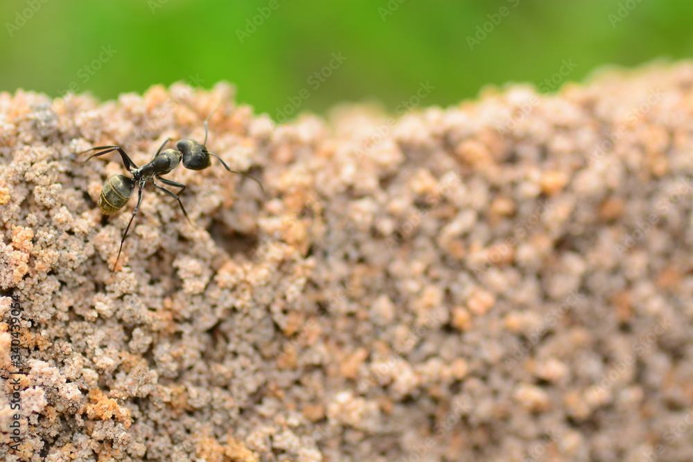 ant nest closeup for wild life ant nest closeup for wild life