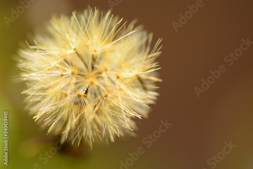 closeup of grass flower for background