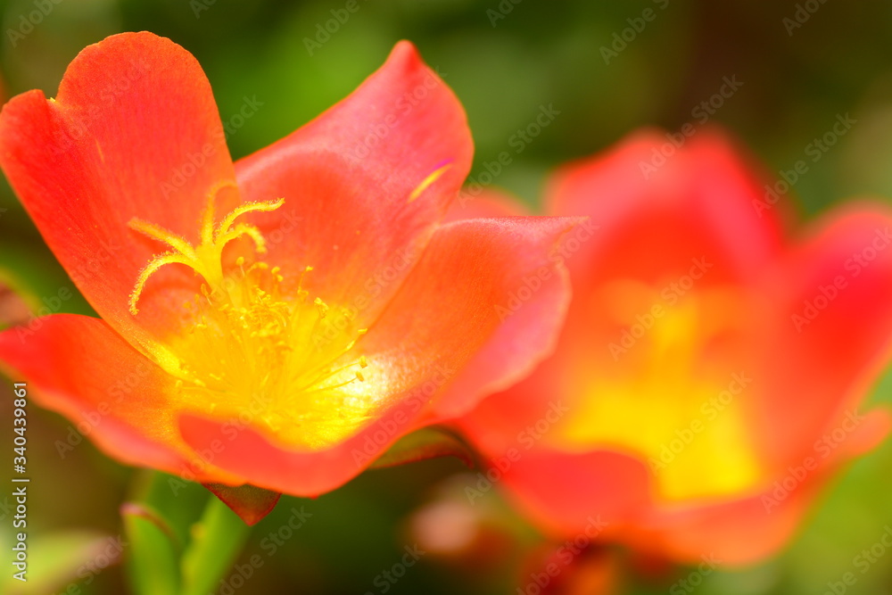 closeup for blooming orange flowers in nature closeup for blooming orange flowers in nature