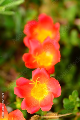 closeup for blooming orange flowers in nature