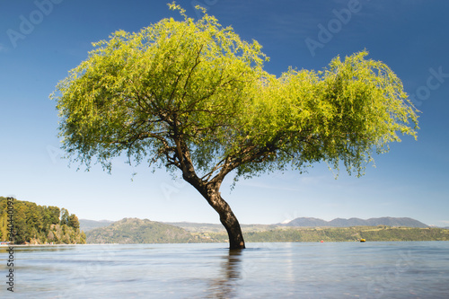 Árbol en Lago