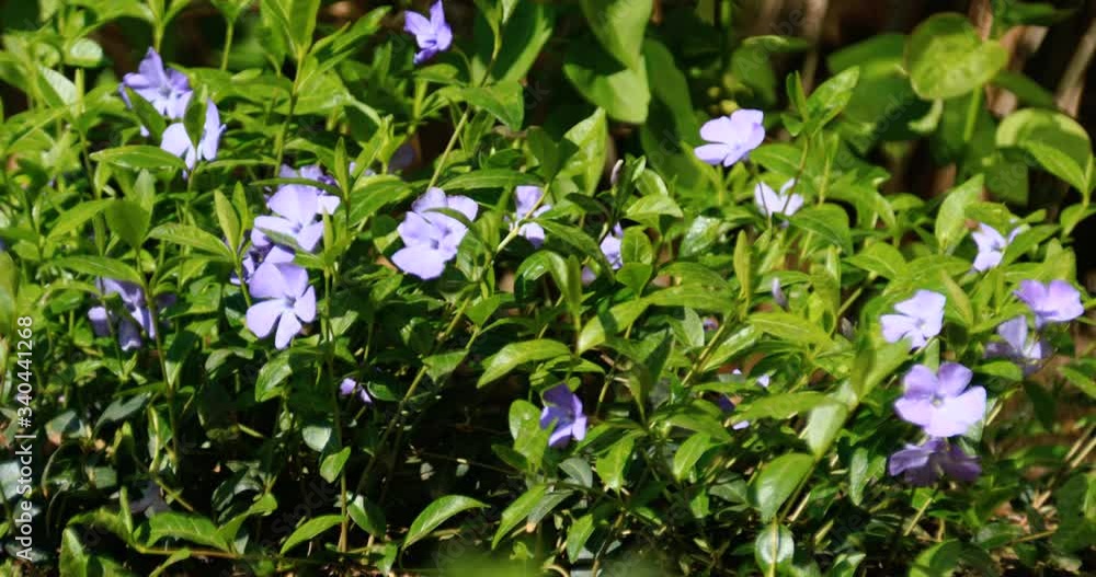 Wild Blue Plant Growing In Nature In A Park Where A Lot Of Green Grass Grows Blue Flowers Wild Blue Plant Growing In Nature In A Park Where A Lot Of Green Grass Grows Blue Flowers