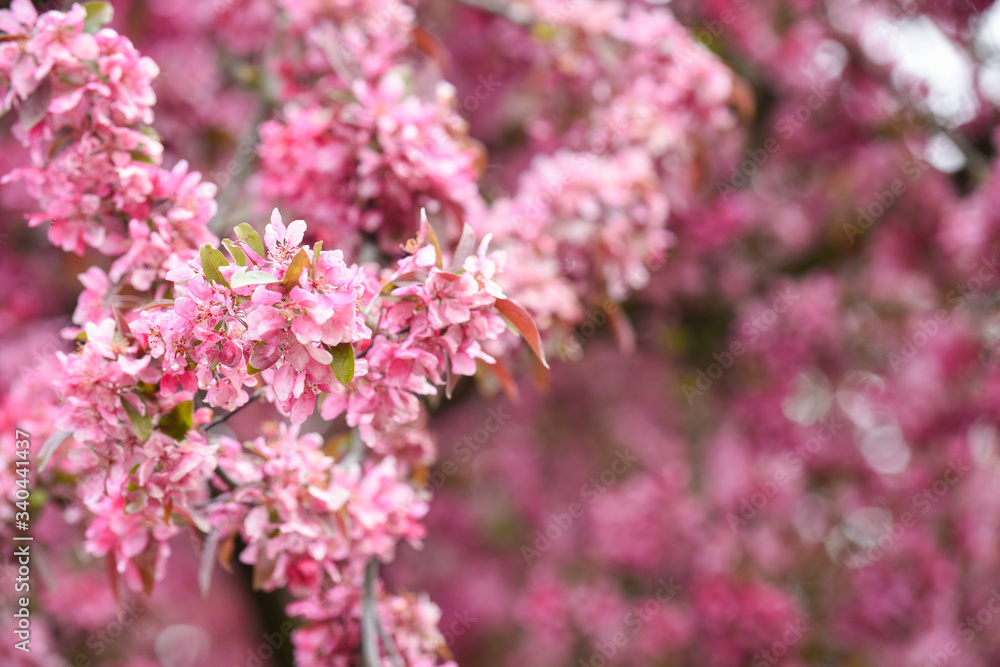 Pink blossom on a tree branch close up detail of flowers Pink blossom on a tree branch close up detail of flowers