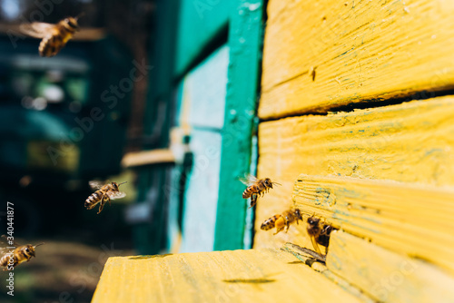 Bees fly near the hive. Bees fly near the yellow beehive. Bees carry honey and pollen to the hive.