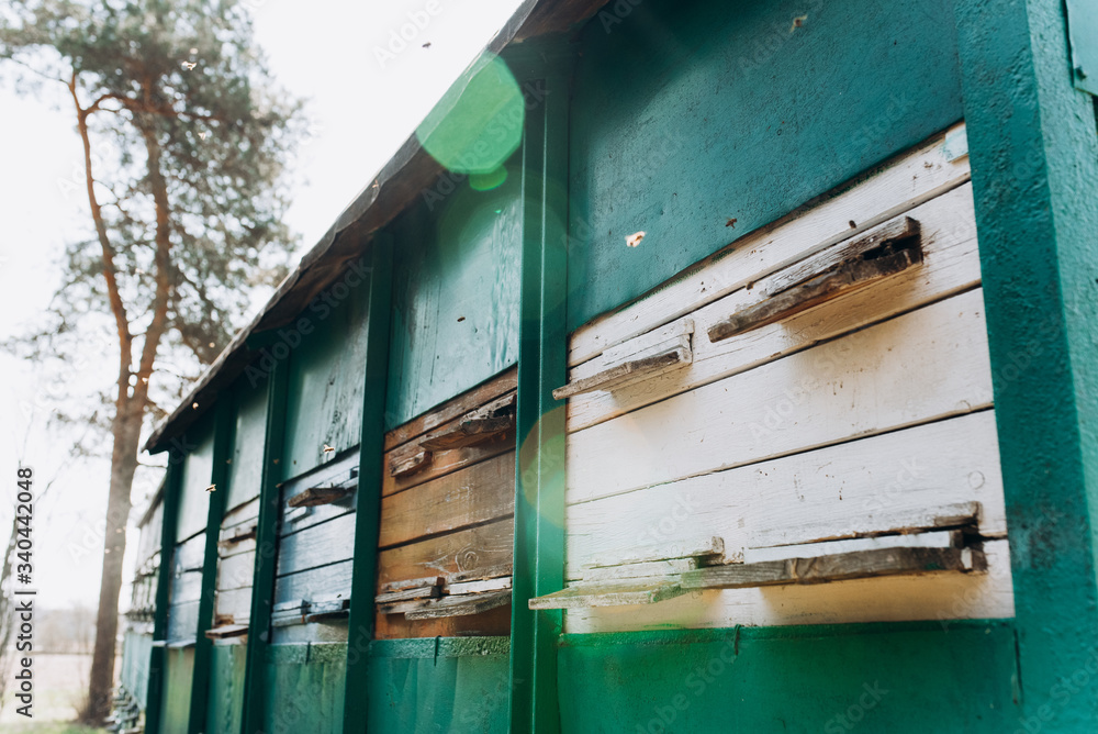 Hives with bees in a mobile apiary. Сolored beehives in the apiary.