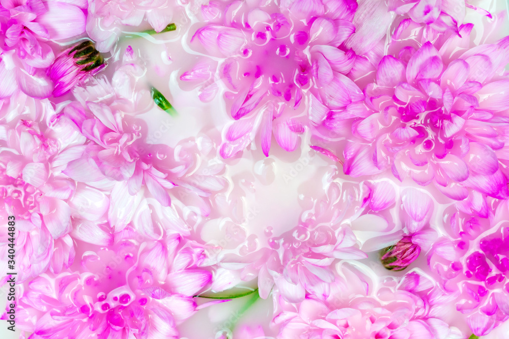 Pink chrysanthemum flowers in white water or milk. Macro flat lay. In bloom art concept. Summer, spring background Pink chrysanthemum flowers in white water or milk. Macro flat lay. In bloom art concept. Summer, spring background