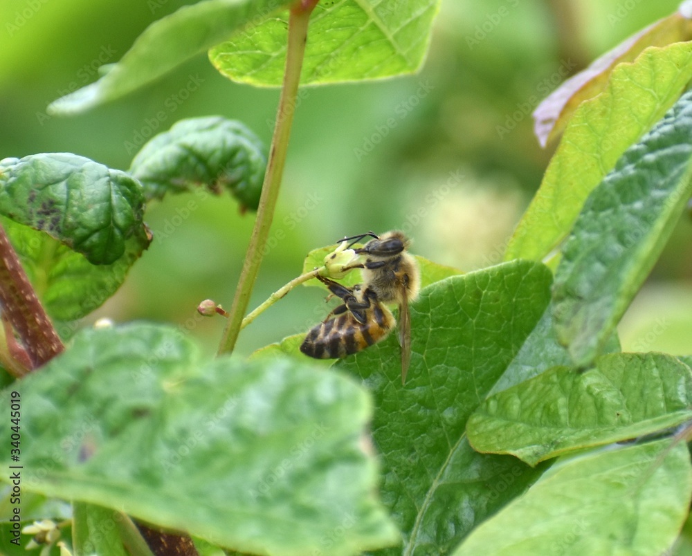 A western honey bee (Apis mellifera) visiting the tiny flowers of a western poison oak (Toxicodendron diversilobum) plant along Elkhorn Slough in California. A western honey bee (Apis mellifera) visiting the tiny flowers of a western poison oak (Toxicodendron diversilobum) plant along Elkhorn Slough in California.