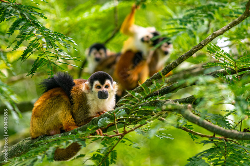 Squirrel Monkey with Orange Fur while Sitting In Jungle Trees photo