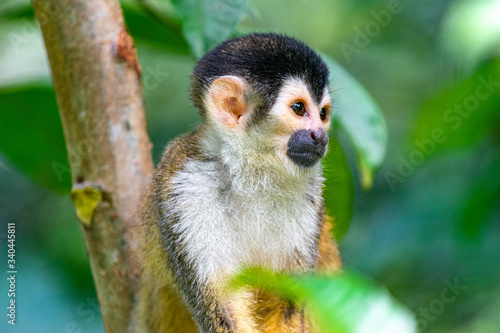 Squirrel Monkey with Orange Fur while Sitting In Jungle Trees photo