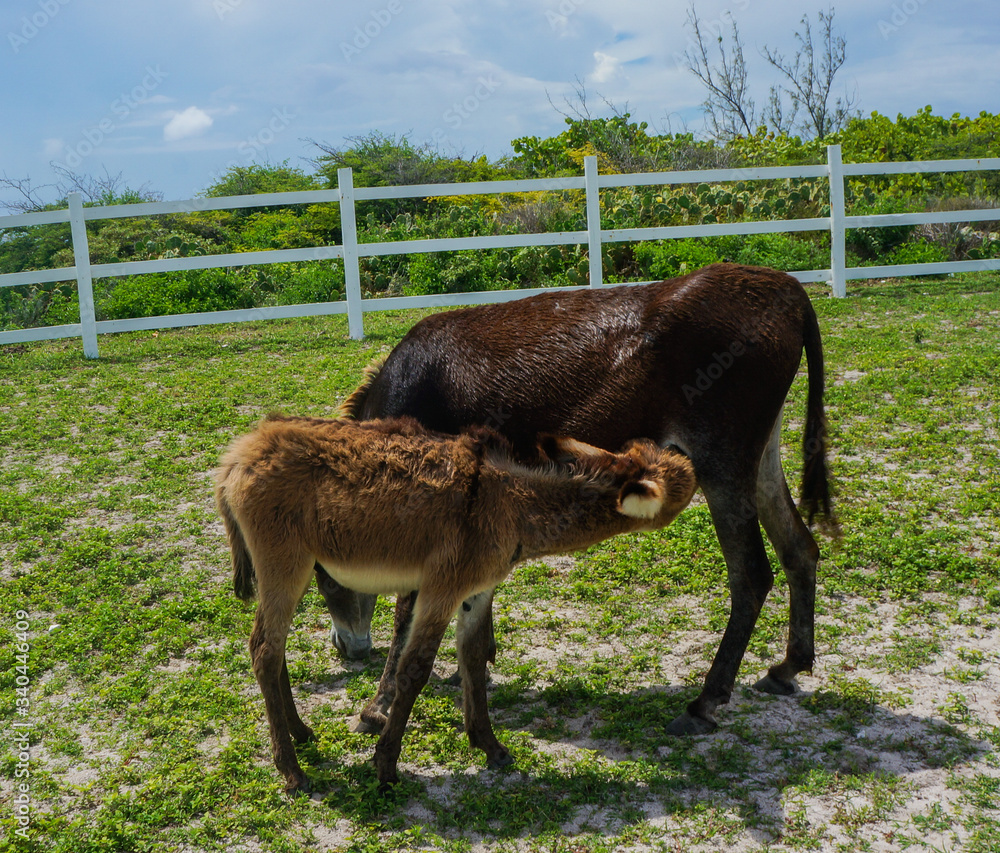 Turks and Caicos donkeys Turks and Caicos donkeys