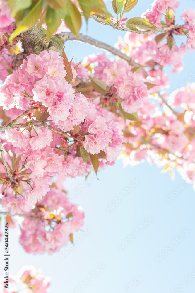 Fototapeta premium Pink Springtime Blossoms in Downtown 