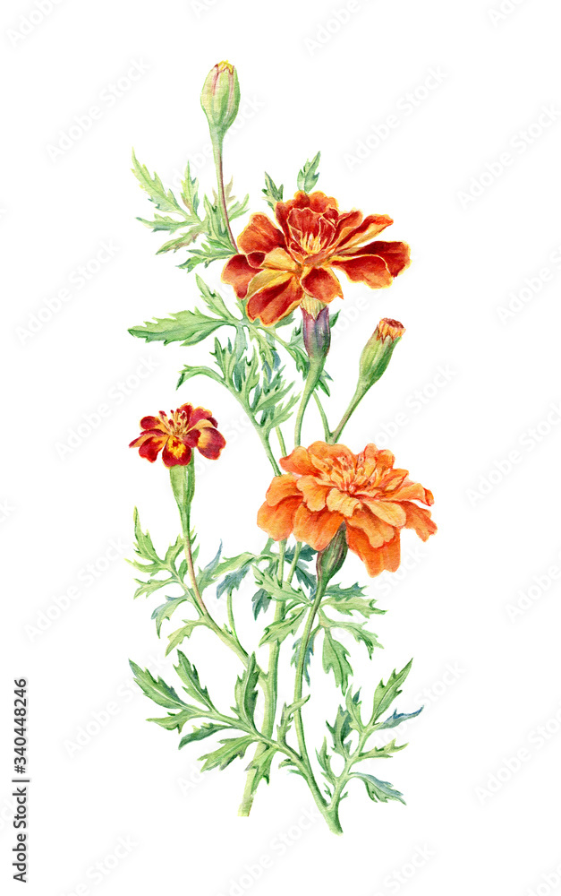 Hand drawn watercolor botanical illustration of Marigold flower.