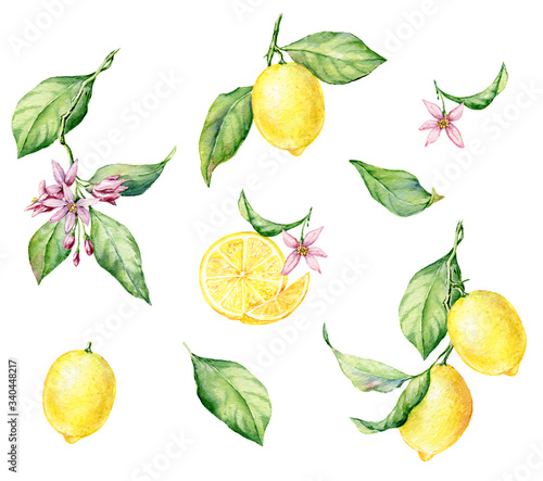 Set of hand drawn watercolor botanical illustration of fresh yellow Lemons.