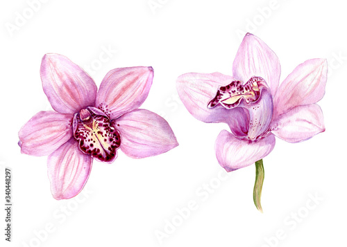 Set of Watercolor illustration Tropical Orchid