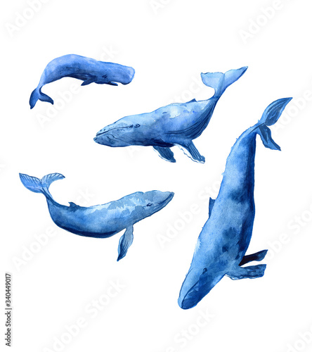 Watercolor Illustration Whales Family. Four blue whales, isolated