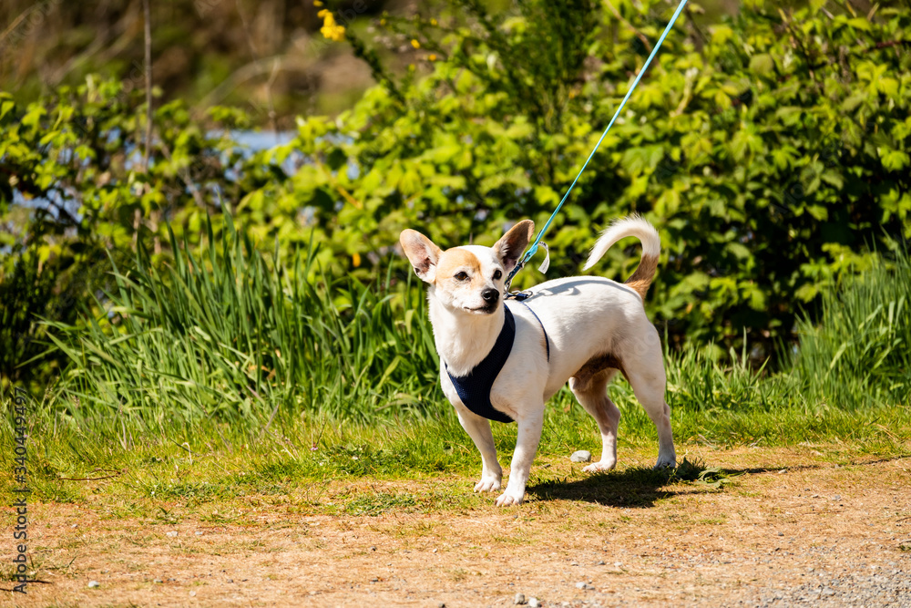 Distinctive small dog walked in the park Distinctive small dog walked in the park